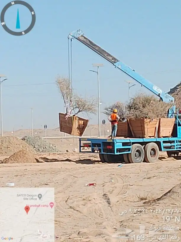 نخيل وأشجار وشبوك ومضلات 7