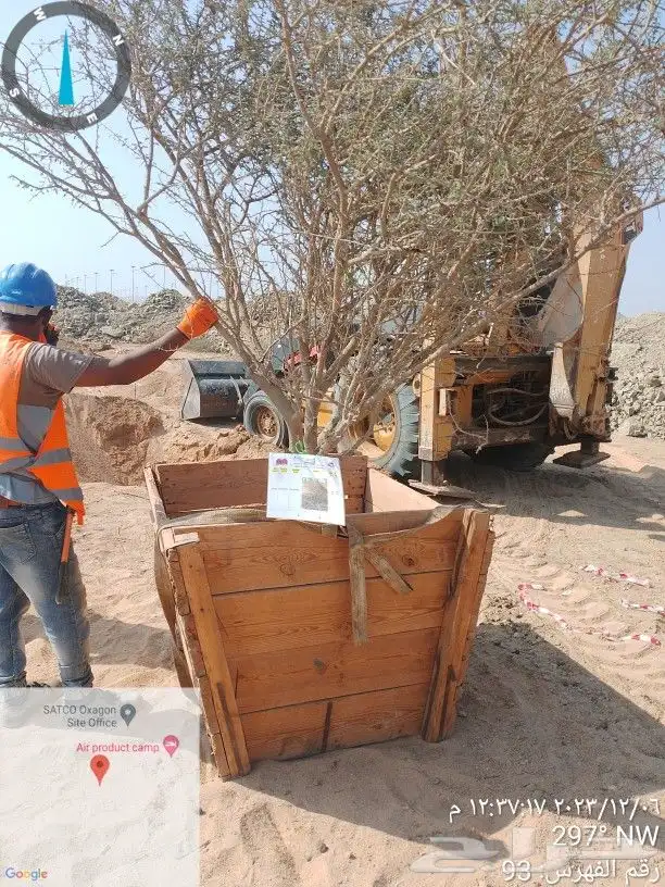نخيل وأشجار وشبوك ومضلات 8
