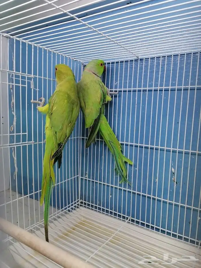 جوز دره ببغاء(تم البيع) 0