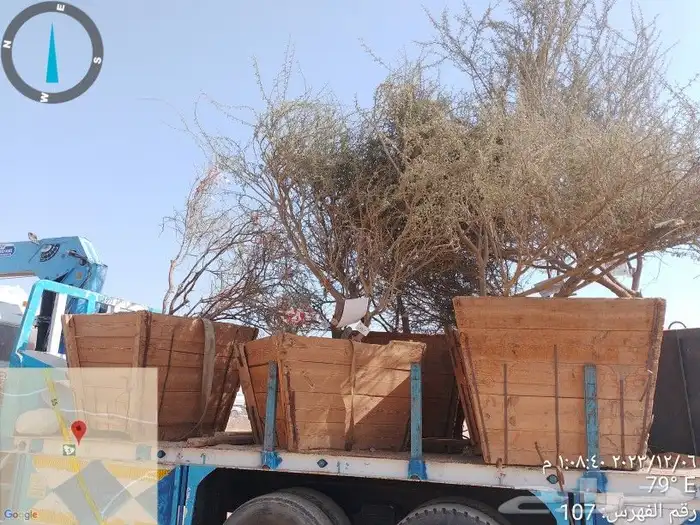 نخيل وأشجار وشبوك ومضلات 4