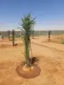 نخل للبيع - توريدجميع النخيل 5