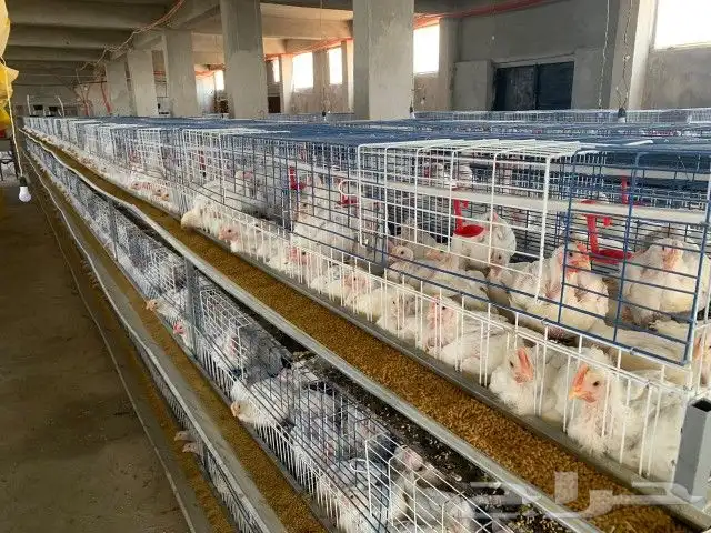 بطاريات دجاج 1