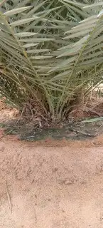 فسائل صقعي ممتازة 2