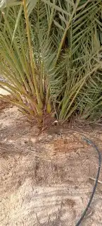 فسائل صقعي ممتازة 0