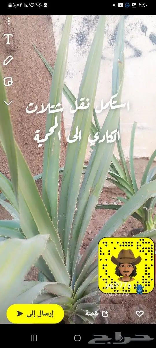 شتلات ببينو شتلات سبوت الشكلاته وهيل الهيل 4