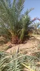 تبوك جميع مناطقها زراعة اشجار النخيل الزيتون 3