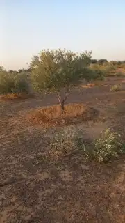 تبوك جميع مناطقها زراعة اشجار النخيل الزيتون 4