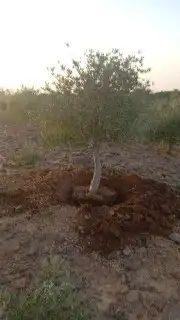 تبوك جميع مناطقها زراعة اشجار النخيل الزيتون 6