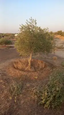 تبوك جميع مناطقها زراعة اشجار النخيل الزيتون 5