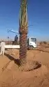 تبوك جميع مناطقها زراعة اشجار النخيل الزيتون 2