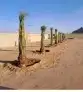 تبوك جميع مناطقها زراعة اشجار النخيل الزيتون 0