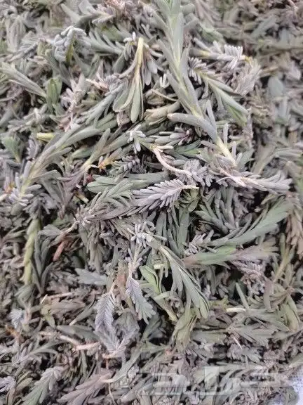 تبوك أعشاب برية 1