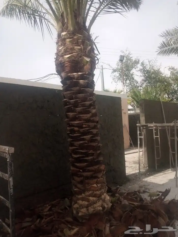 تكريب وتحويض النخل 0