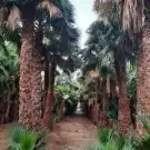 نخل واشونطني نخل واشنطني زينه 6