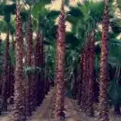 نخل واشونطني نخل واشنطني زينه 4