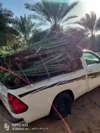 فسائل القصيم جميع الانواع والأحجام 0