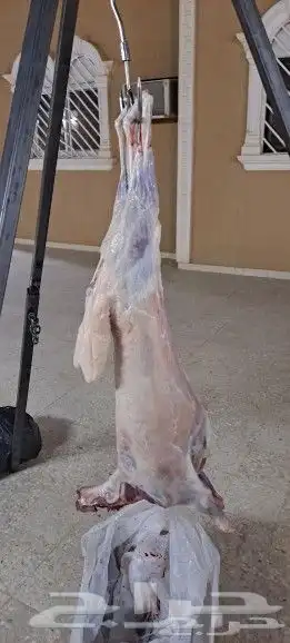 مشويات وحفلات خارجيه بايدي سوررين مكه جده طائف معلم شوي شواء 8