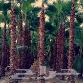 نخل واشونطني نخل واشنطني زينه 5