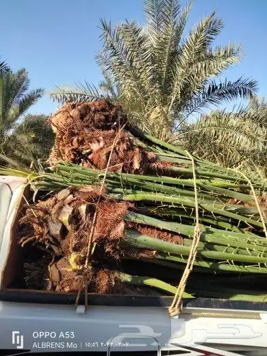 فسائل القصيم جميع الانواع والأحجام 5