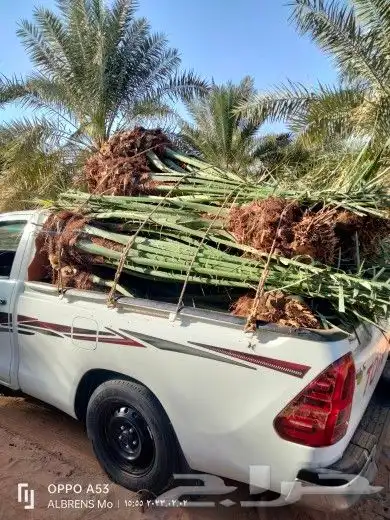 فسائل القصيم جميع الانواع والأحجام 3