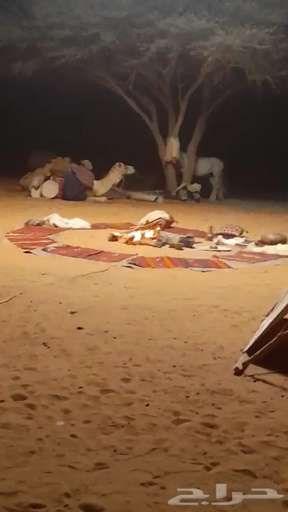 ايجار جمال رحول وخيول 10