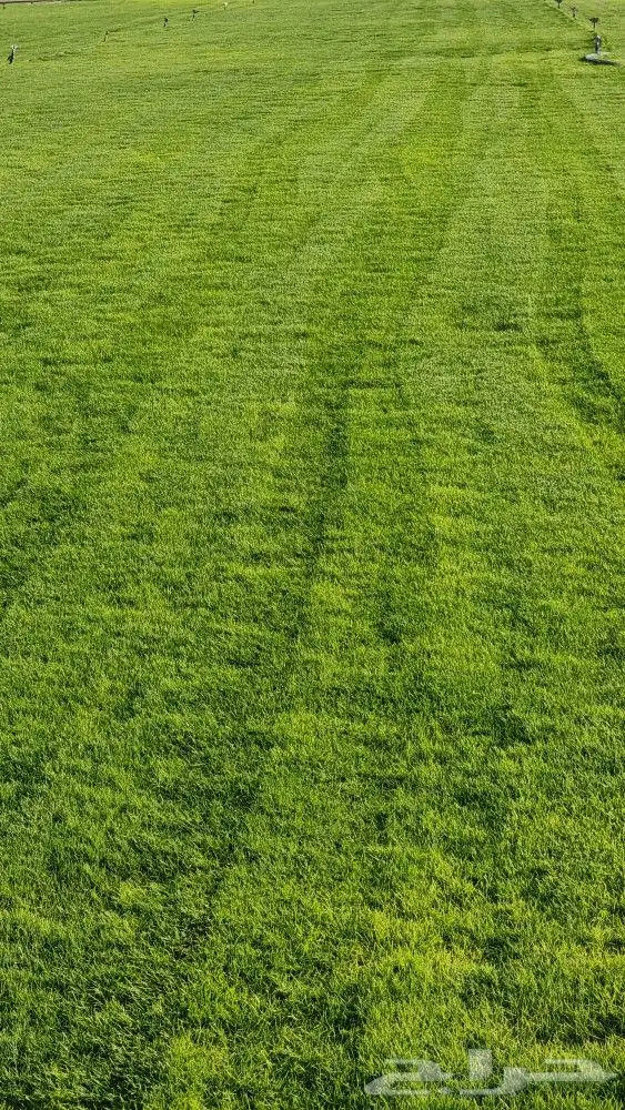 ثيل طبيعي نجيله باسعار الجمله للكميات 4