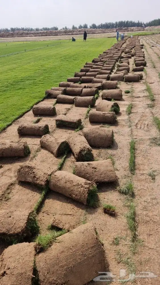 ثيل طبيعي نجيله باسعار الجمله للكميات 8