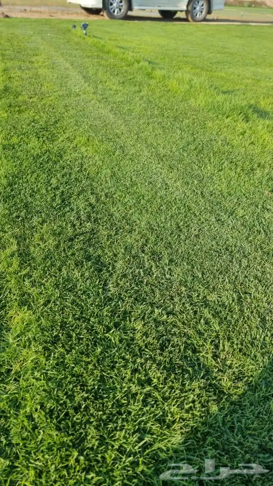 ثيل طبيعي نجيله باسعار الجمله للكميات 2