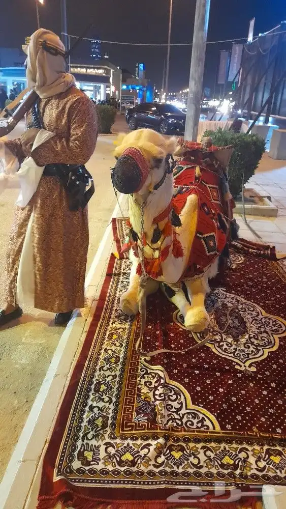 ايجار جمال رحول وخيول 8