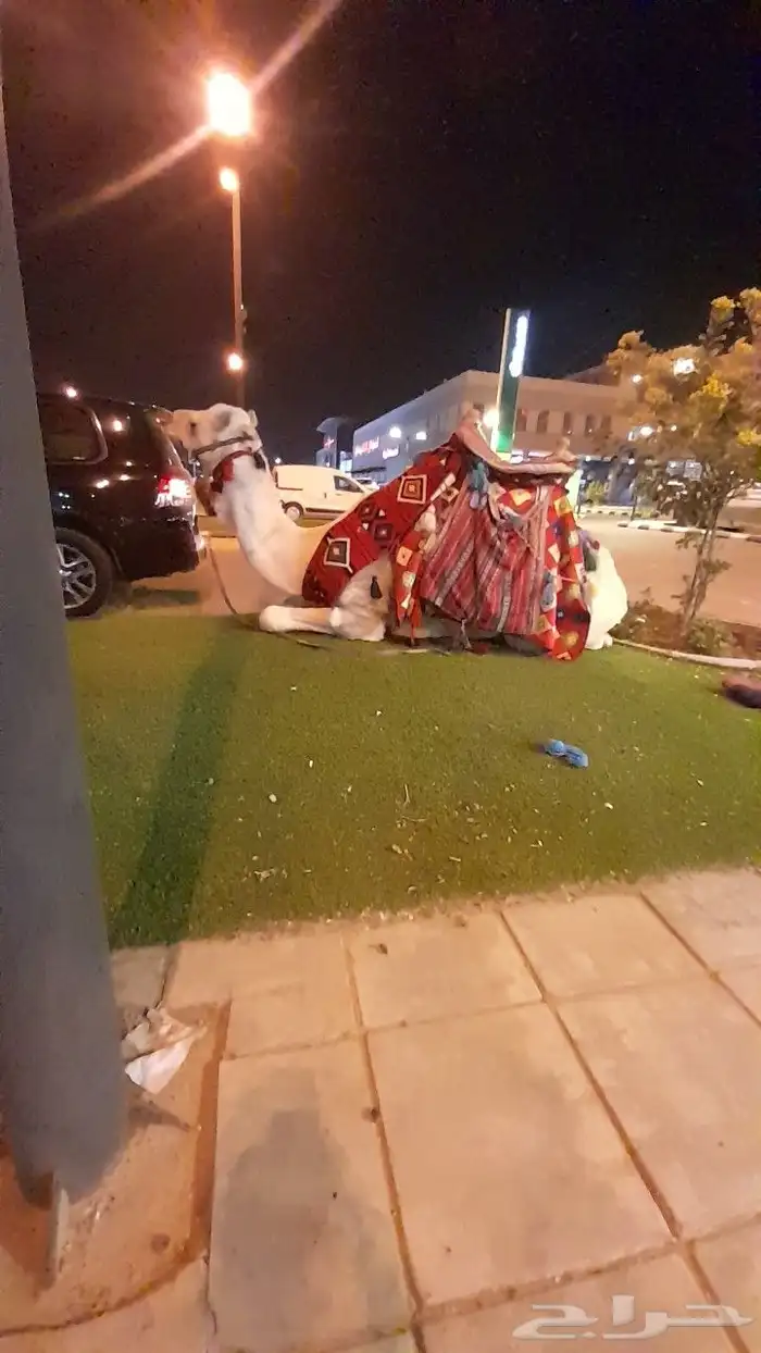 ايجار جمال رحول وخيول 3