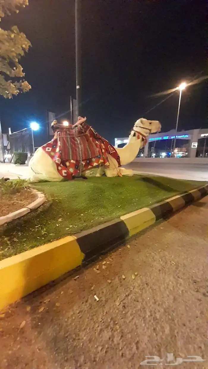 ايجار جمال رحول وخيول 2