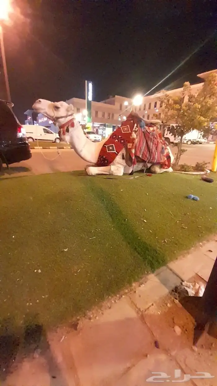 ايجار جمال رحول وخيول 1