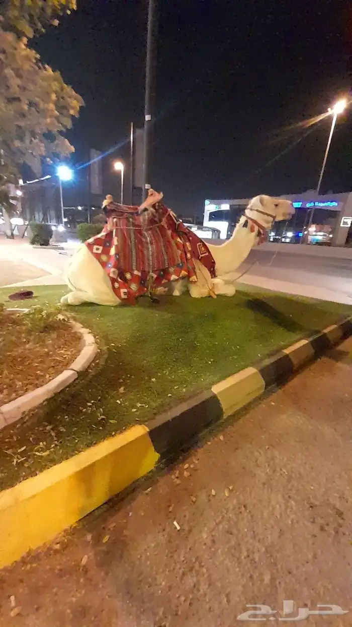 ايجار جمال رحول وخيول 5