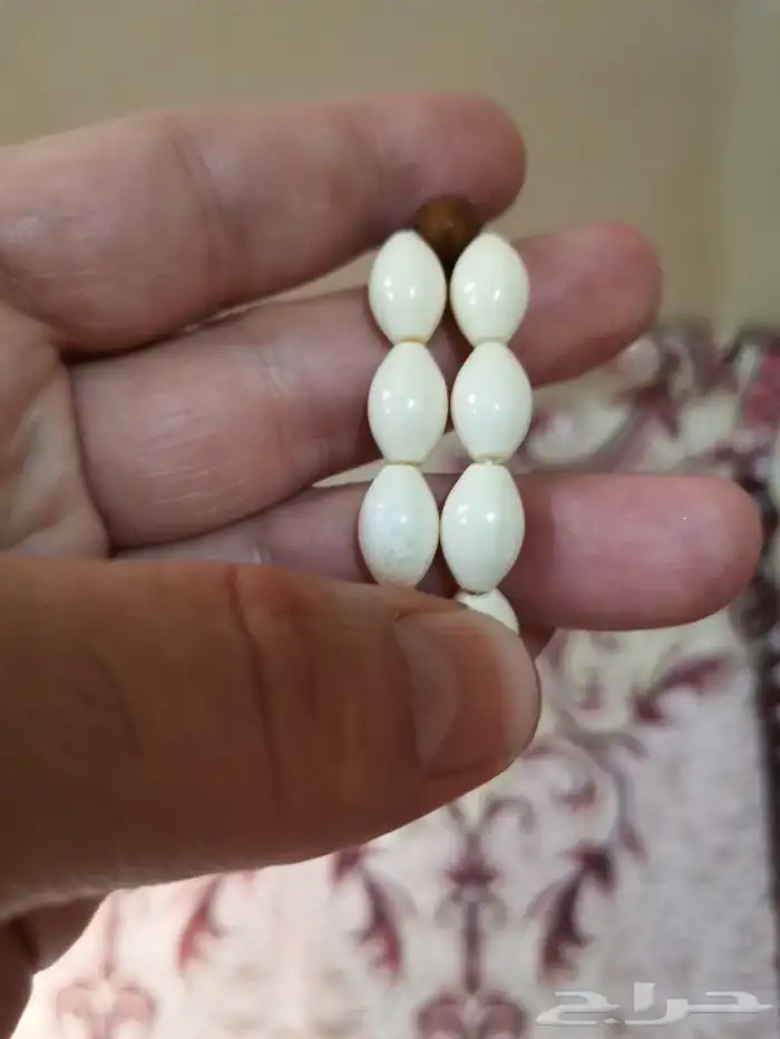 الحق الخصم سبحة عظم جمل طبيعي 3