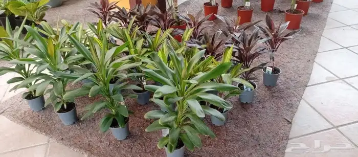 نباتات هولانديه طبيعيه داخليه تواصل معنا واتس او اتصال 35