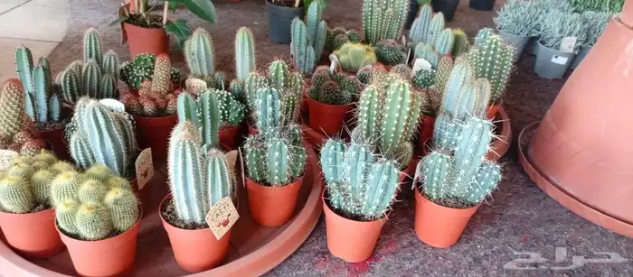 نباتات هولانديه طبيعيه داخليه تواصل معنا واتس او اتصال 13