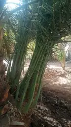 توريد وزراعه النخيل المثمر والزينه 13