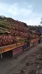 توريد وزراعه النخيل المثمر والزينه 14