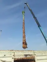نخل واشنطن نخل عربي جميع المقاسات 11