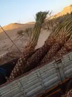 توريد وزراعه النخيل المثمر والزينه 15