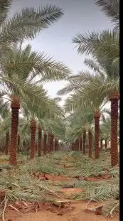 توريد وزراعه النخيل المثمر والزينه 0