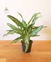 نباتات هولانديه طبيعيه داخليه تواصل معنا واتس او اتصال 26