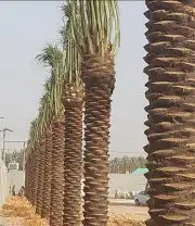 توريد وزراعه النخيل المثمر والزينه 9