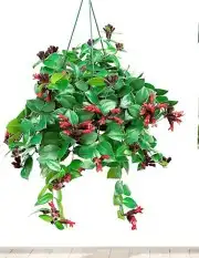 نباتات هولانديه طبيعيه داخليه تواصل معنا واتس او اتصال 22