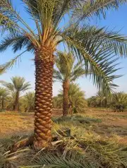 توريد وزراعه النخيل المثمر والزينه 11