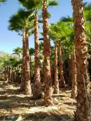 توريد وزراعه النخيل المثمر والزينه 7