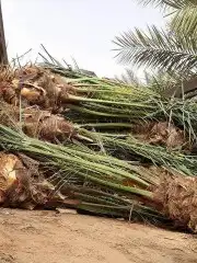 توريد وزراعه النخيل المثمر والزينه 6