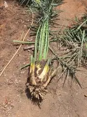 توريد وزراعه النخيل المثمر والزينه 8