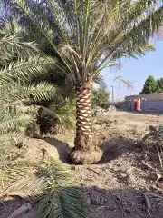 توريد وزراعه النخيل المثمر والزينه 17