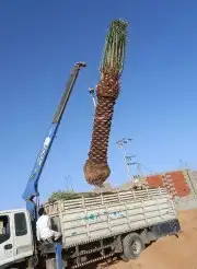 توريد وزراعه النخيل المثمر والزينه 1